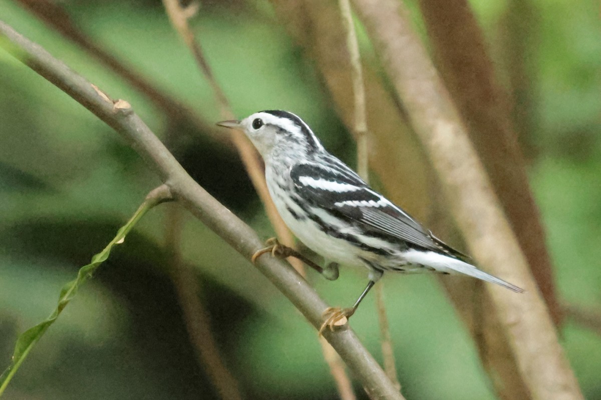 Black-and-white Warbler - ML644361078
