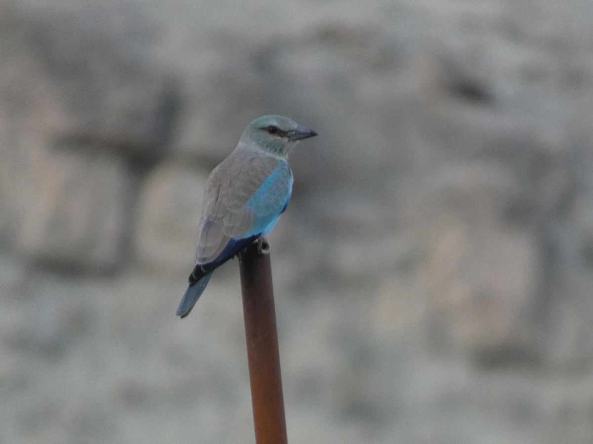 Сиворакша євразійська - ML644361080