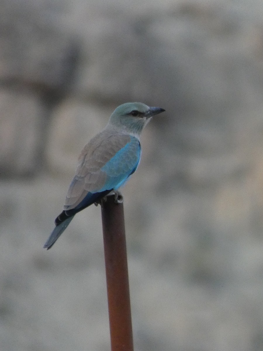 Сиворакша євразійська - ML644361082