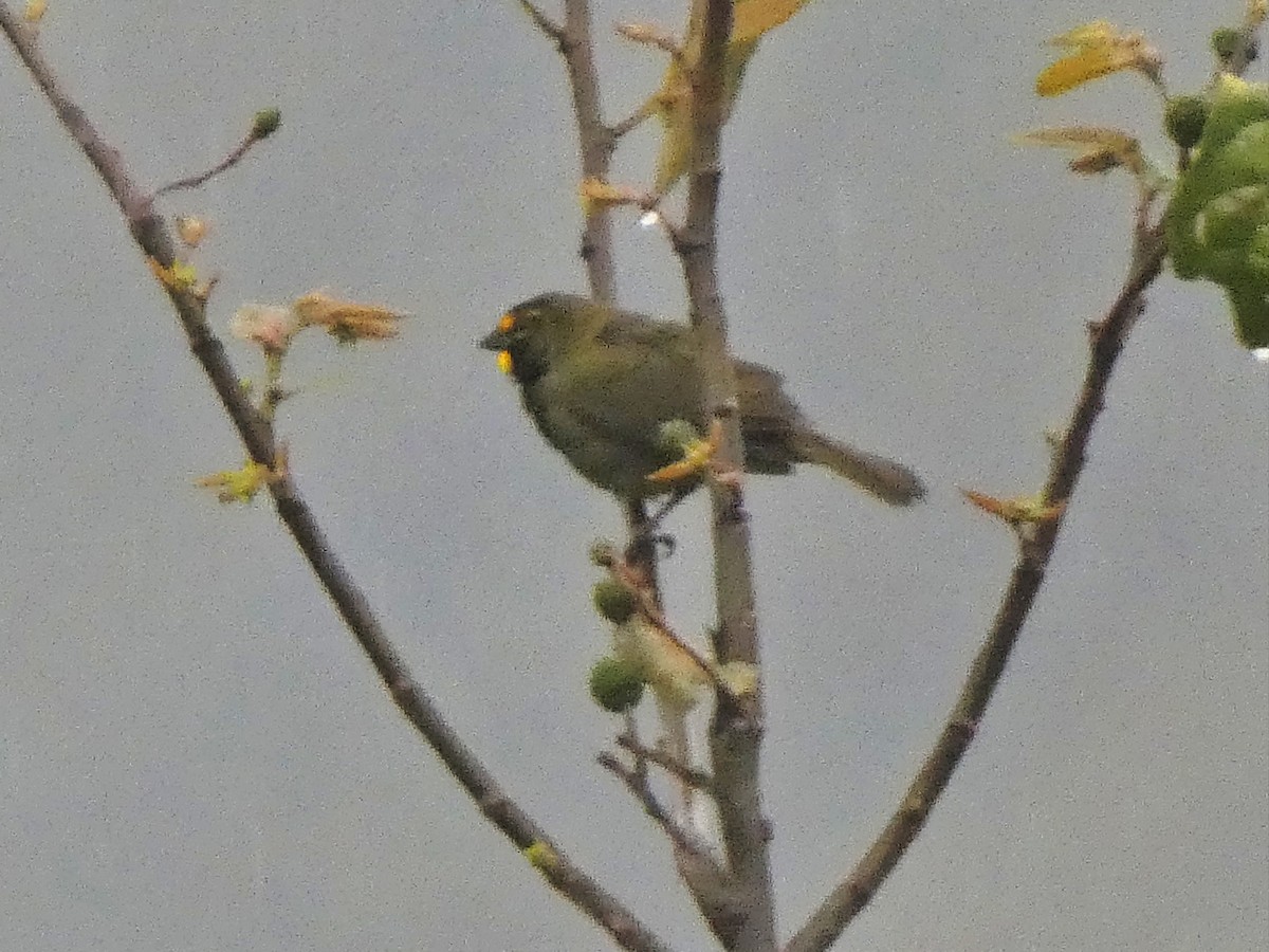 Yellow-faced Grassquit - ML644361083