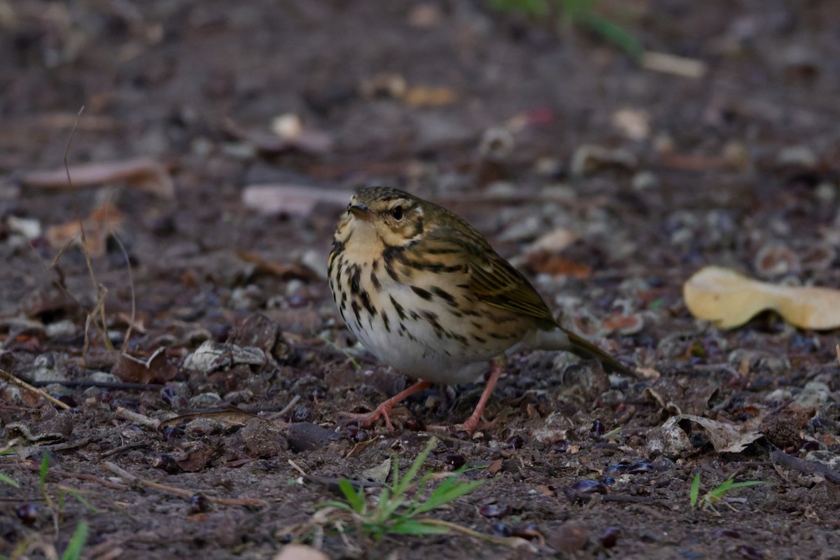 Olive-backed Pipit - ML644361086