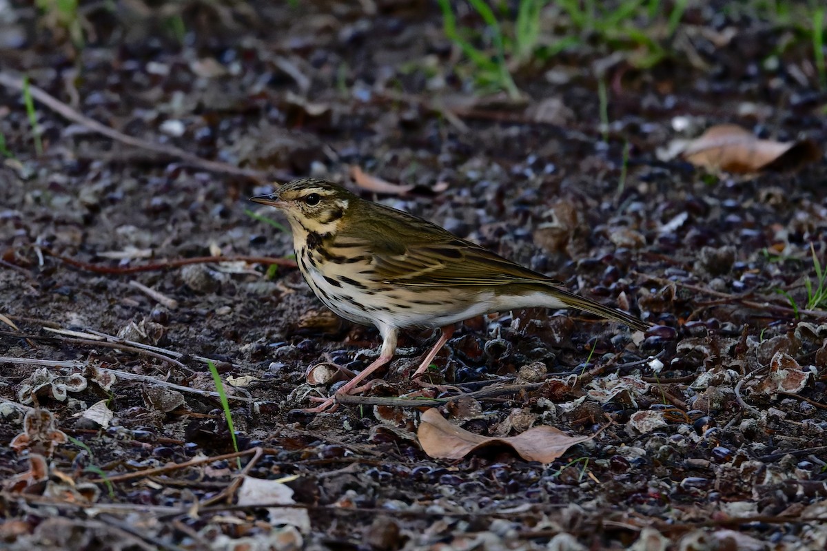 Olive-backed Pipit - ML644361088