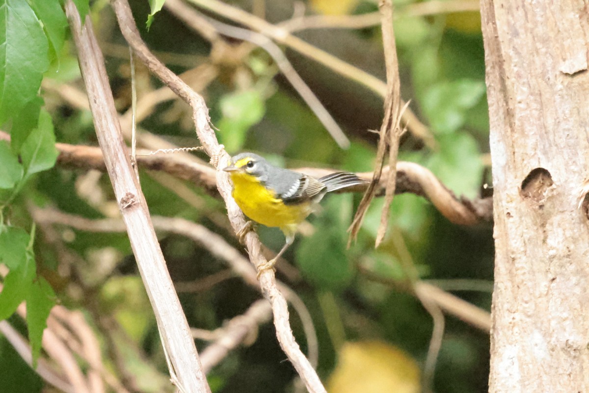 Adelaide's Warbler - ML644361089