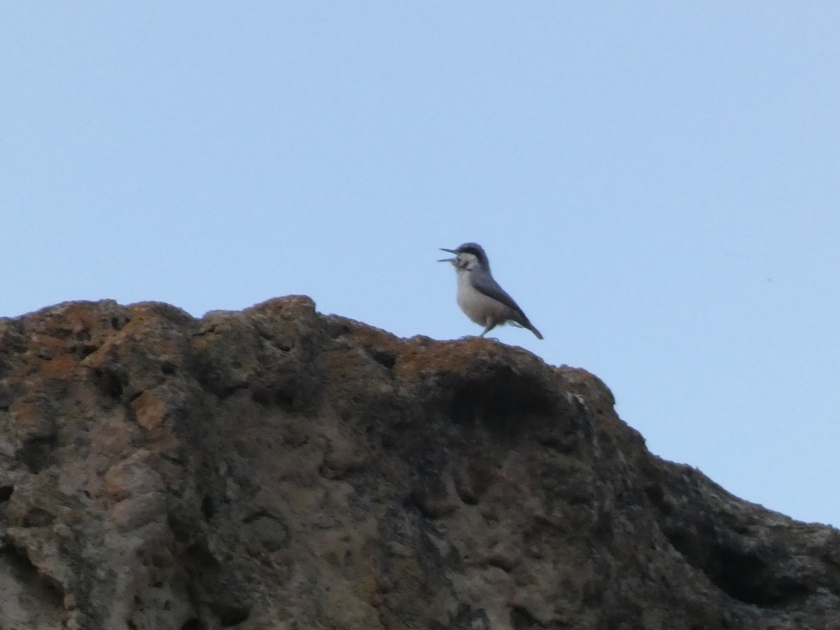 Büyük Kaya Sıvacısı - ML644361114