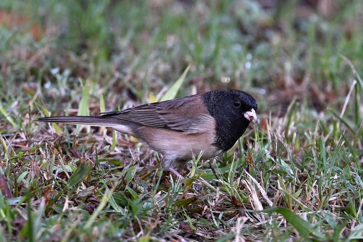 Dark-eyed Junco (Oregon) - ML644361116