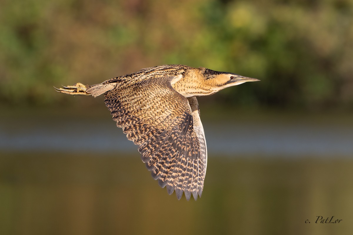 Eurasian Bittern - ML644361117
