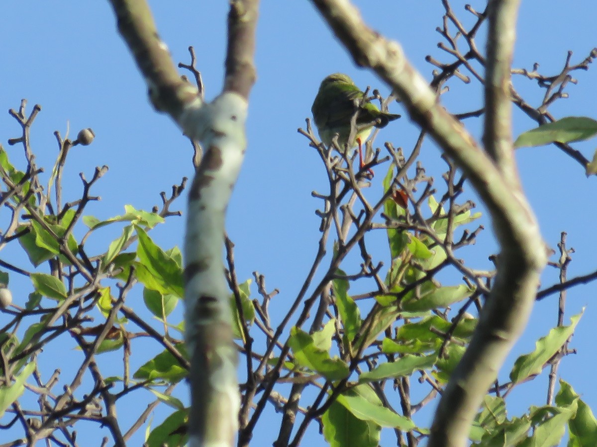 Red-legged Honeycreeper - ML644361118