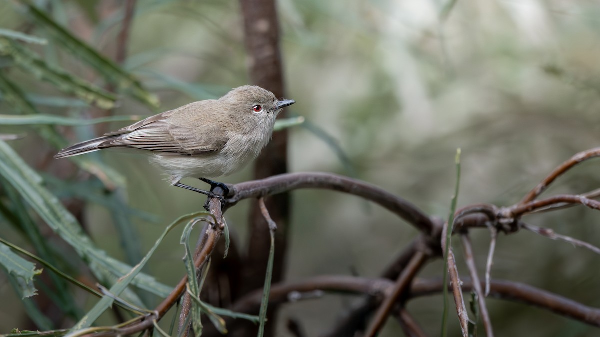 Western Gerygone - ML644361119