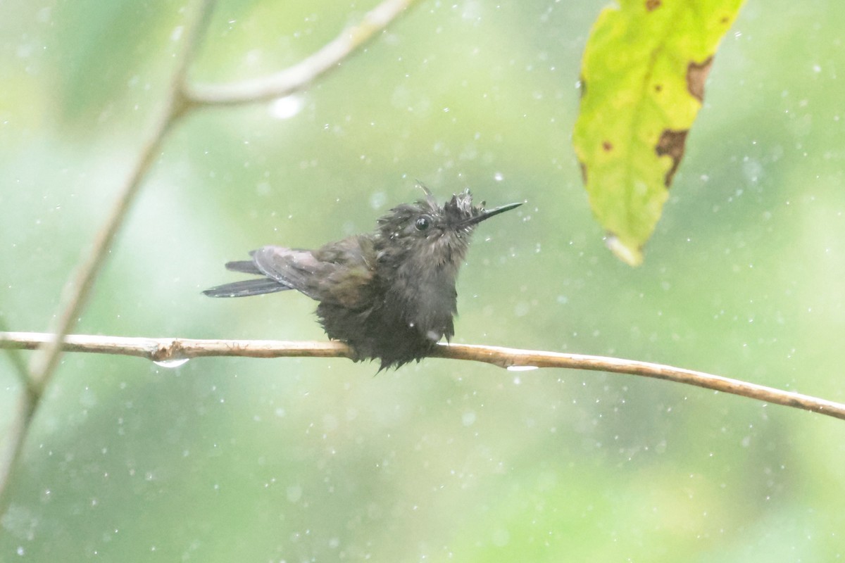 Antillean Crested Hummingbird - ML644361120