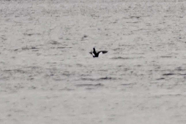 turpan kanadský - ML644361121