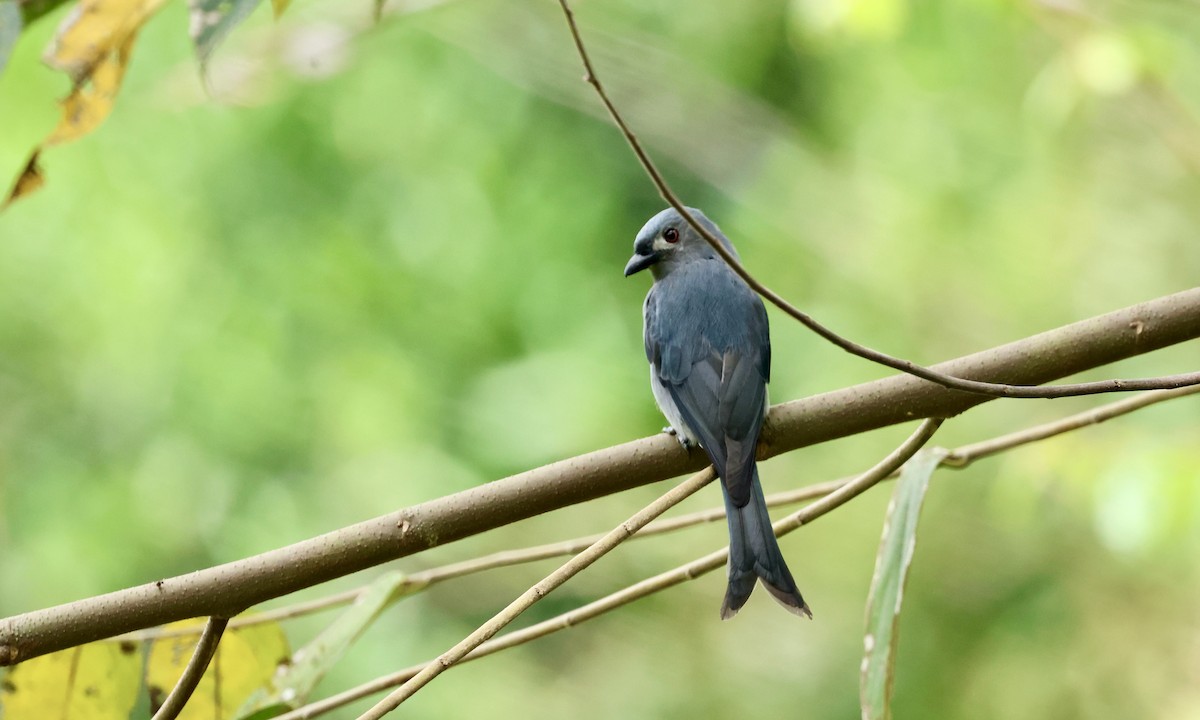 Ashy Drongo - ML644361123