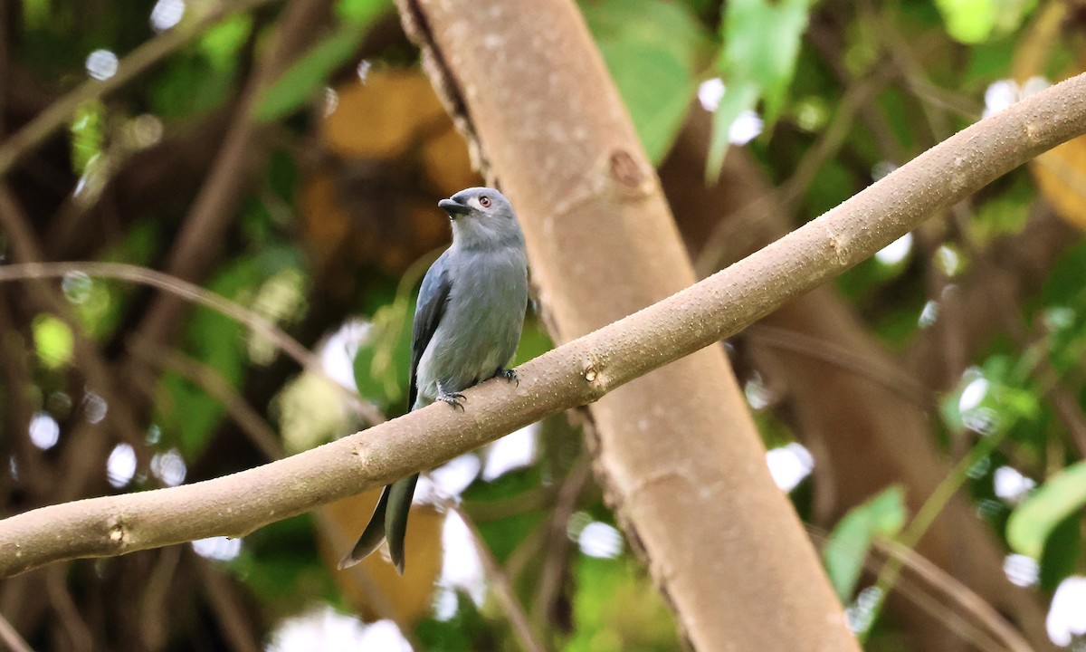 Ashy Drongo - ML644361125