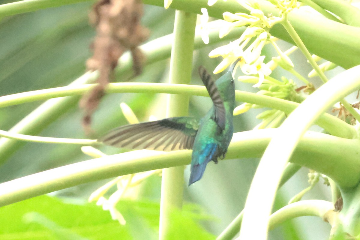 Green-throated Carib - ML644361126