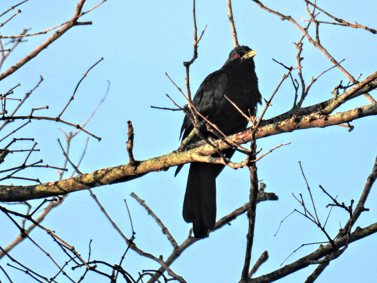 Asian Koel - ML644361129