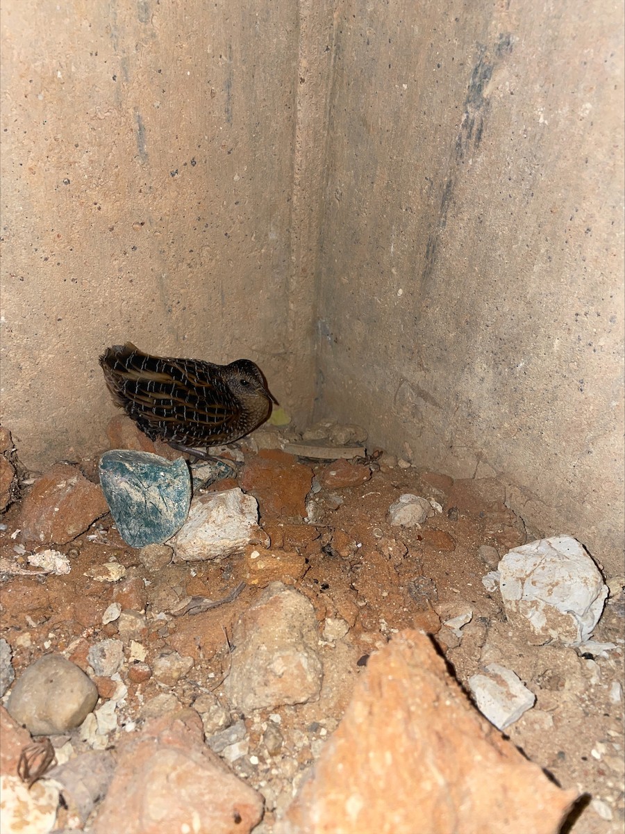 Yellow Rail - ML644361131