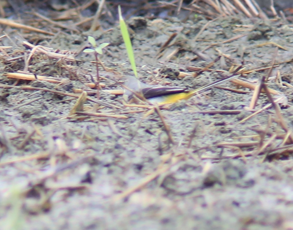 Ballerina gialla - ML644361138