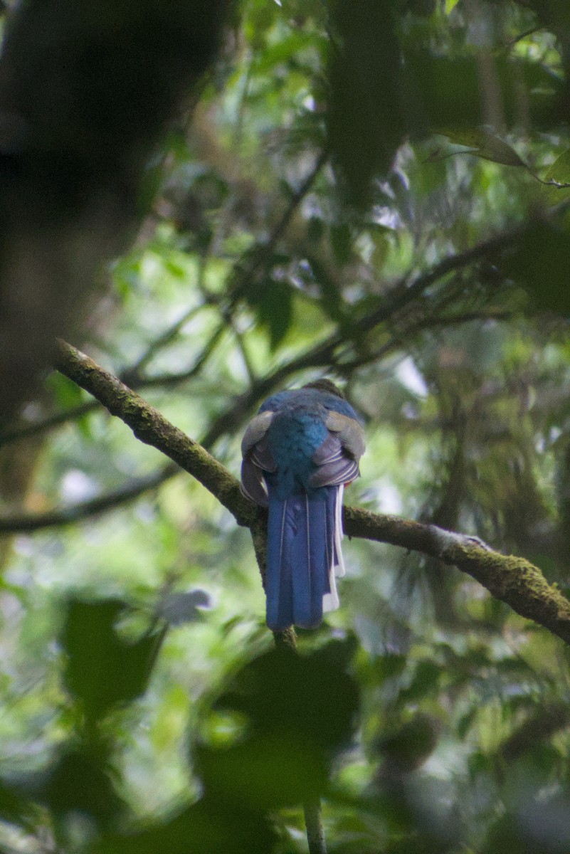 Javan Trogon - ML644361140