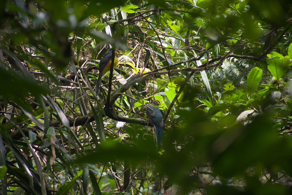 Javan Trogon - ML644361141