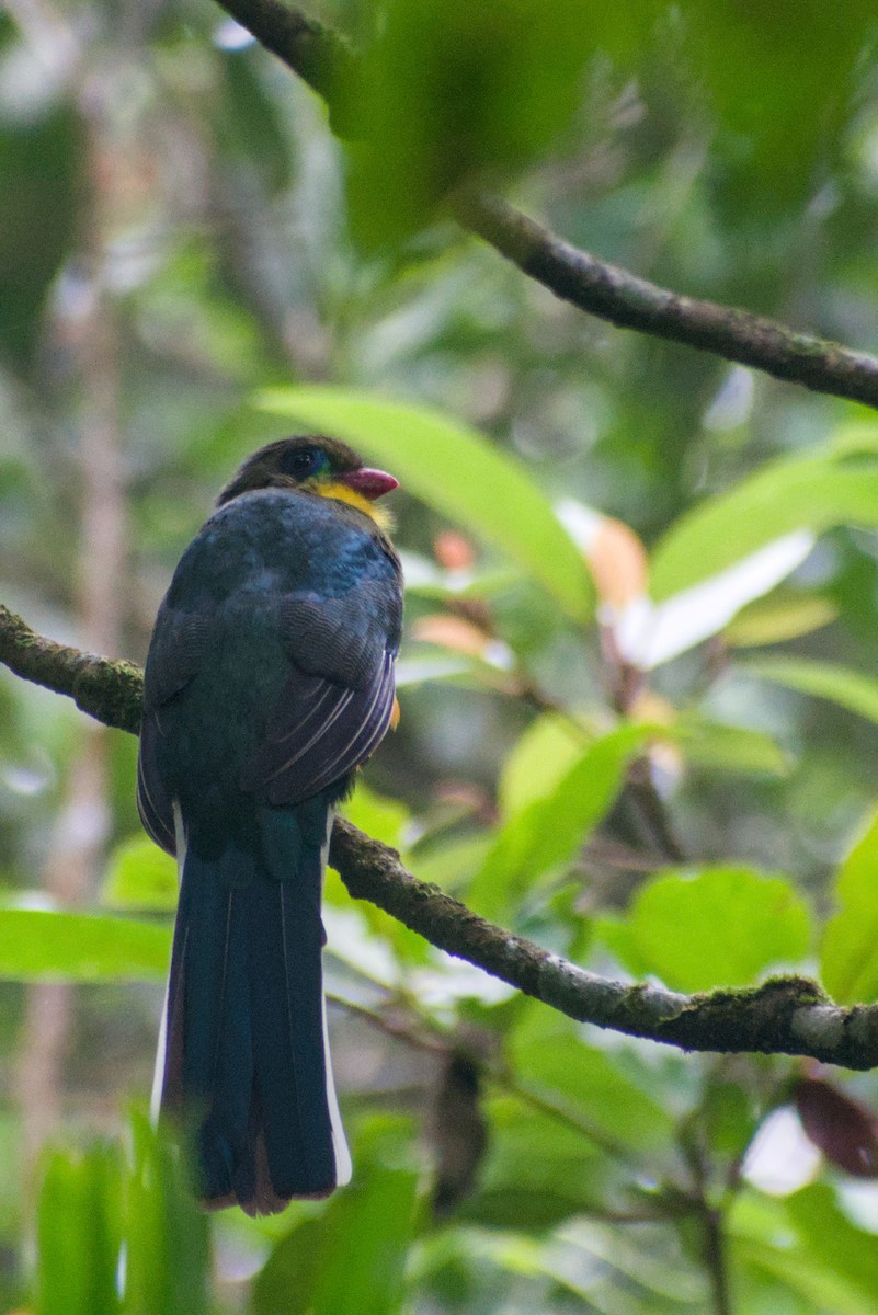 Javan Trogon - ML644361142