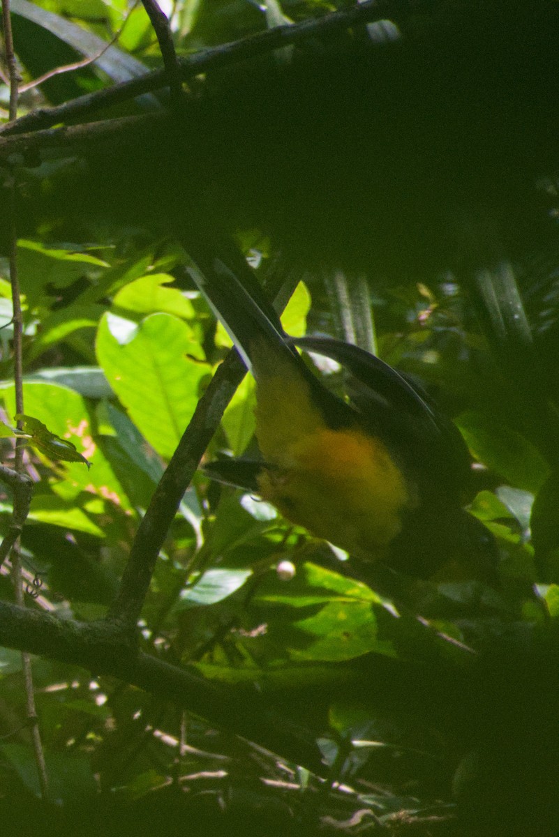 Javan Trogon - ML644361143