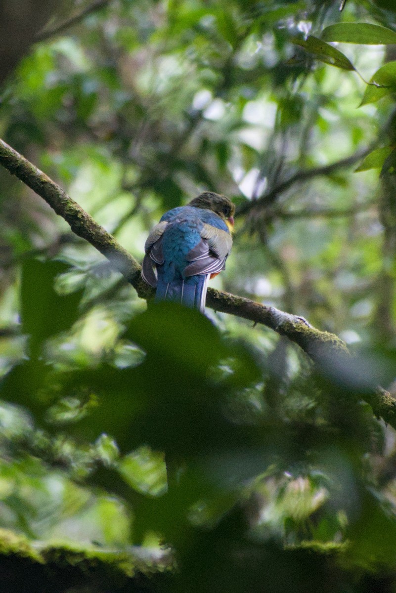 Javan Trogon - ML644361144