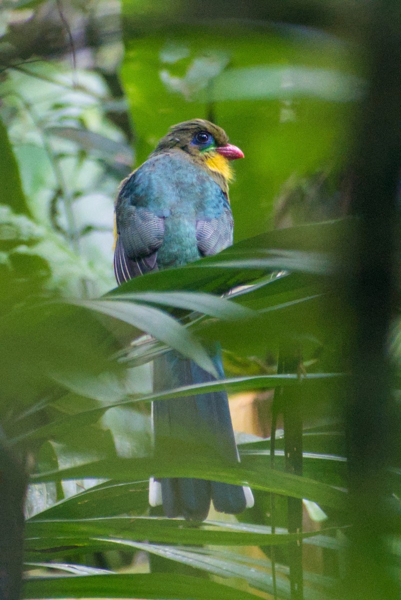 Javan Trogon - ML644361145