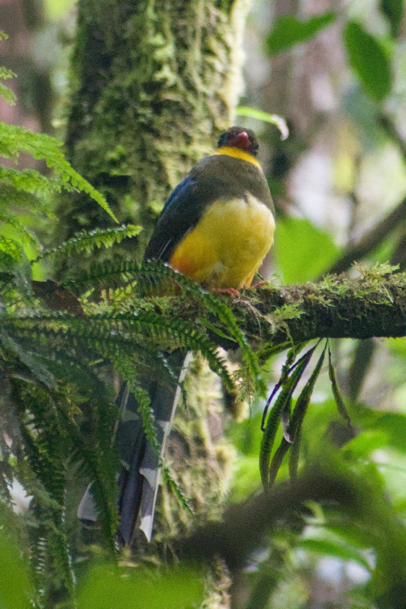 Javan Trogon - ML644361146