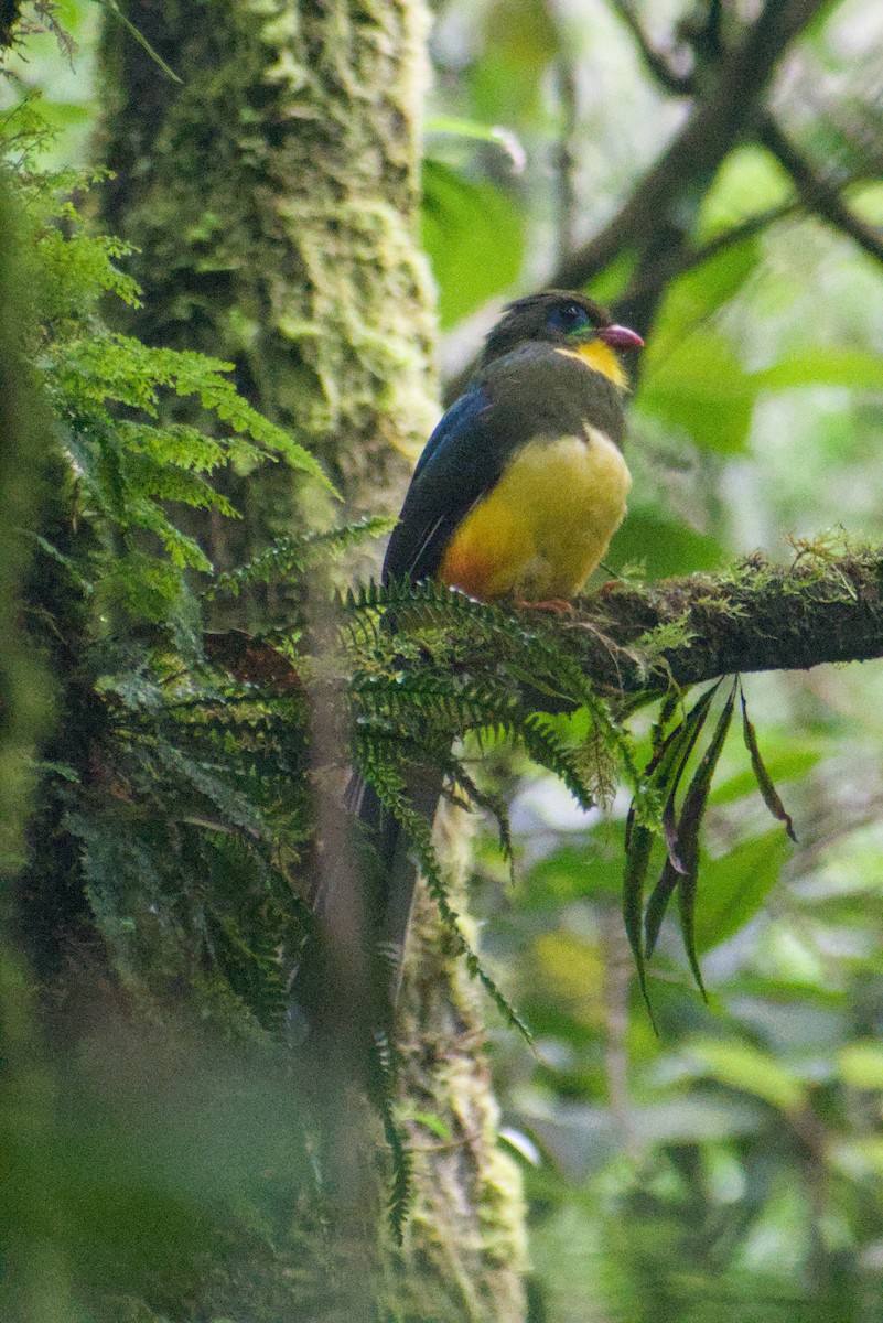 Javan Trogon - ML644361147