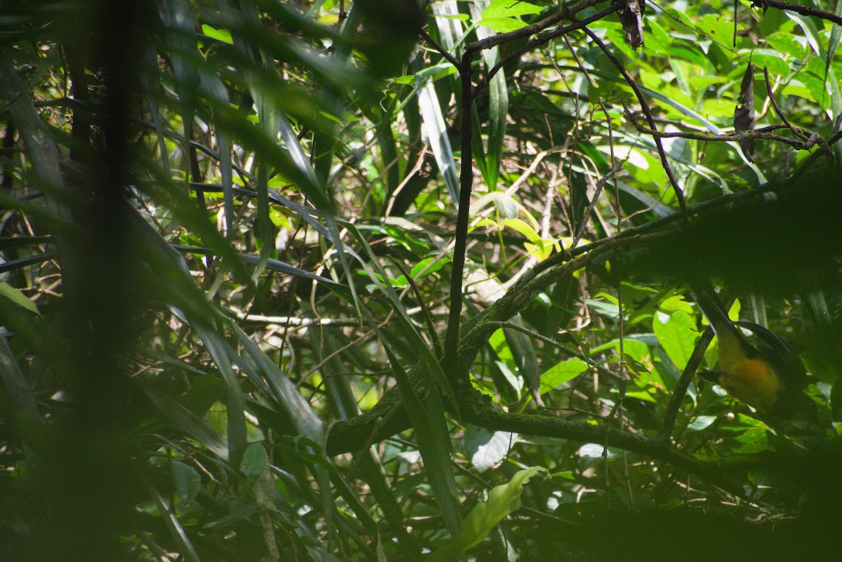 Javan Trogon - ML644361148