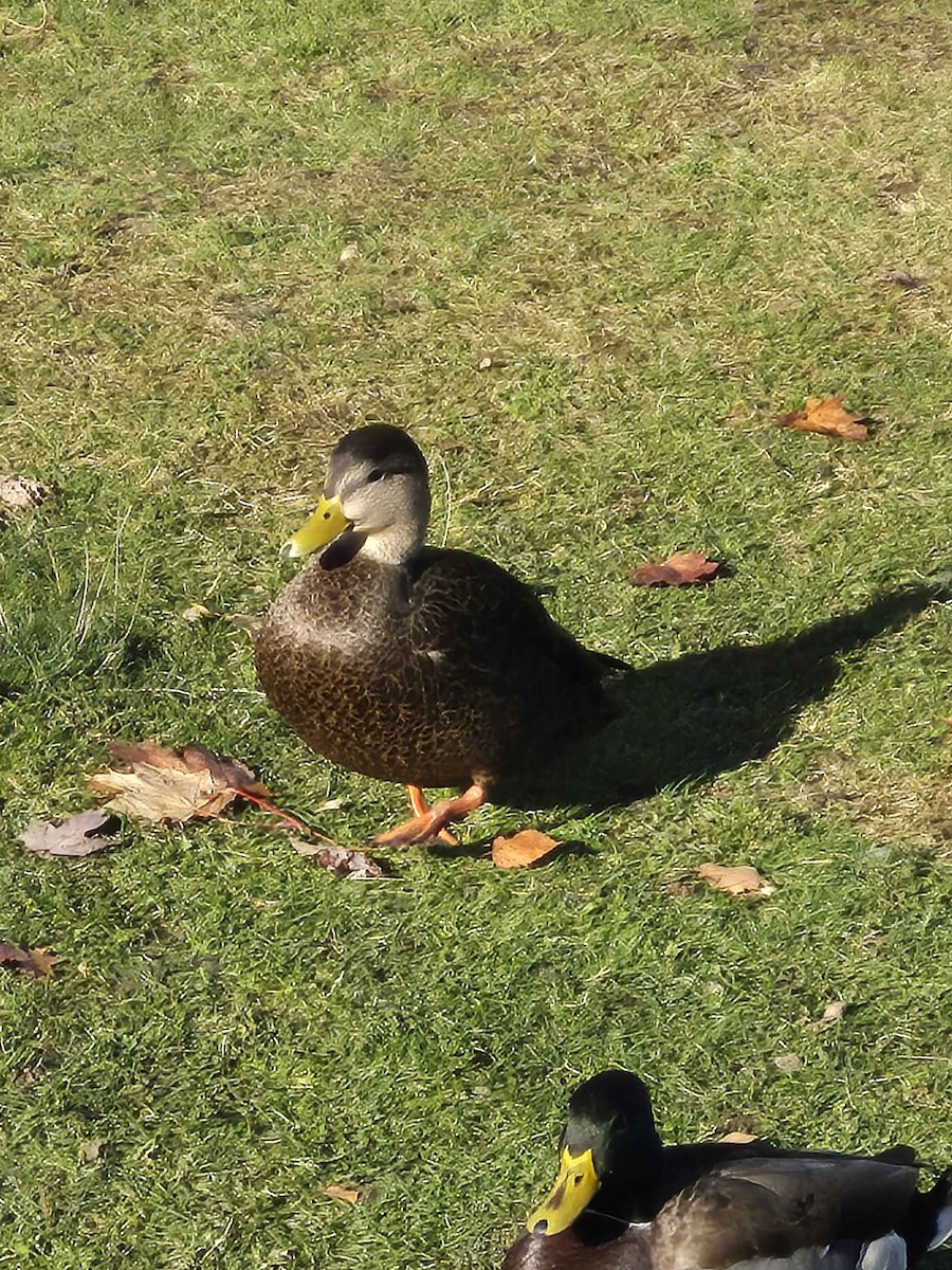 American Black Duck - ML644361152