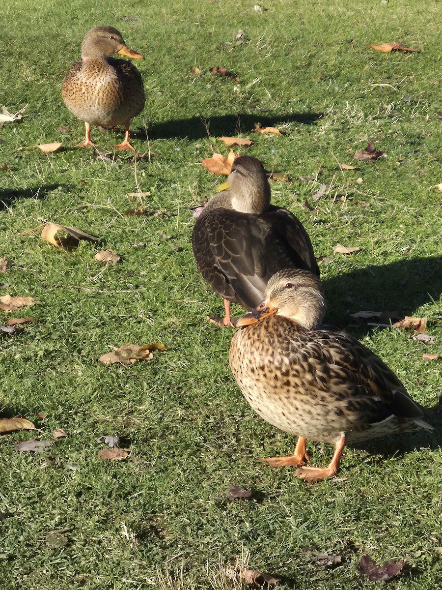 American Black Duck - ML644361153