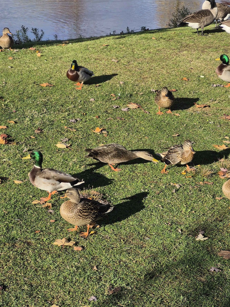 American Black Duck - ML644361154