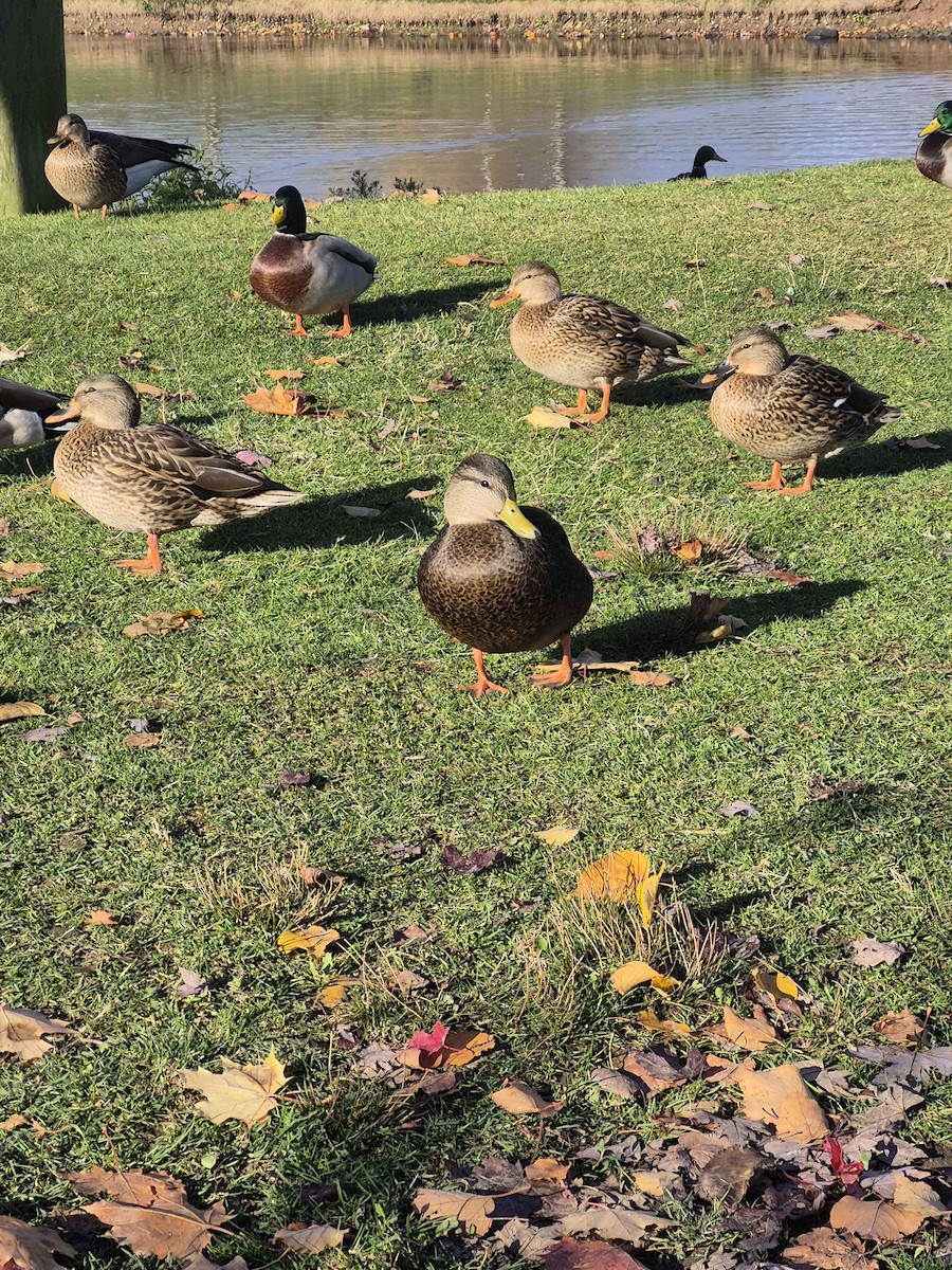 American Black Duck - ML644361155