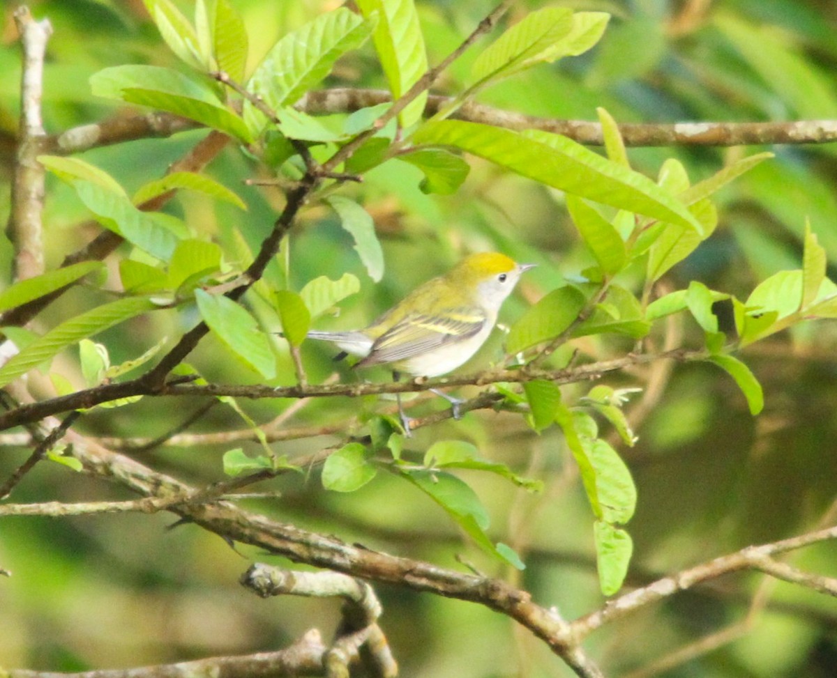 Chestnut-sided Warbler - ML644361156