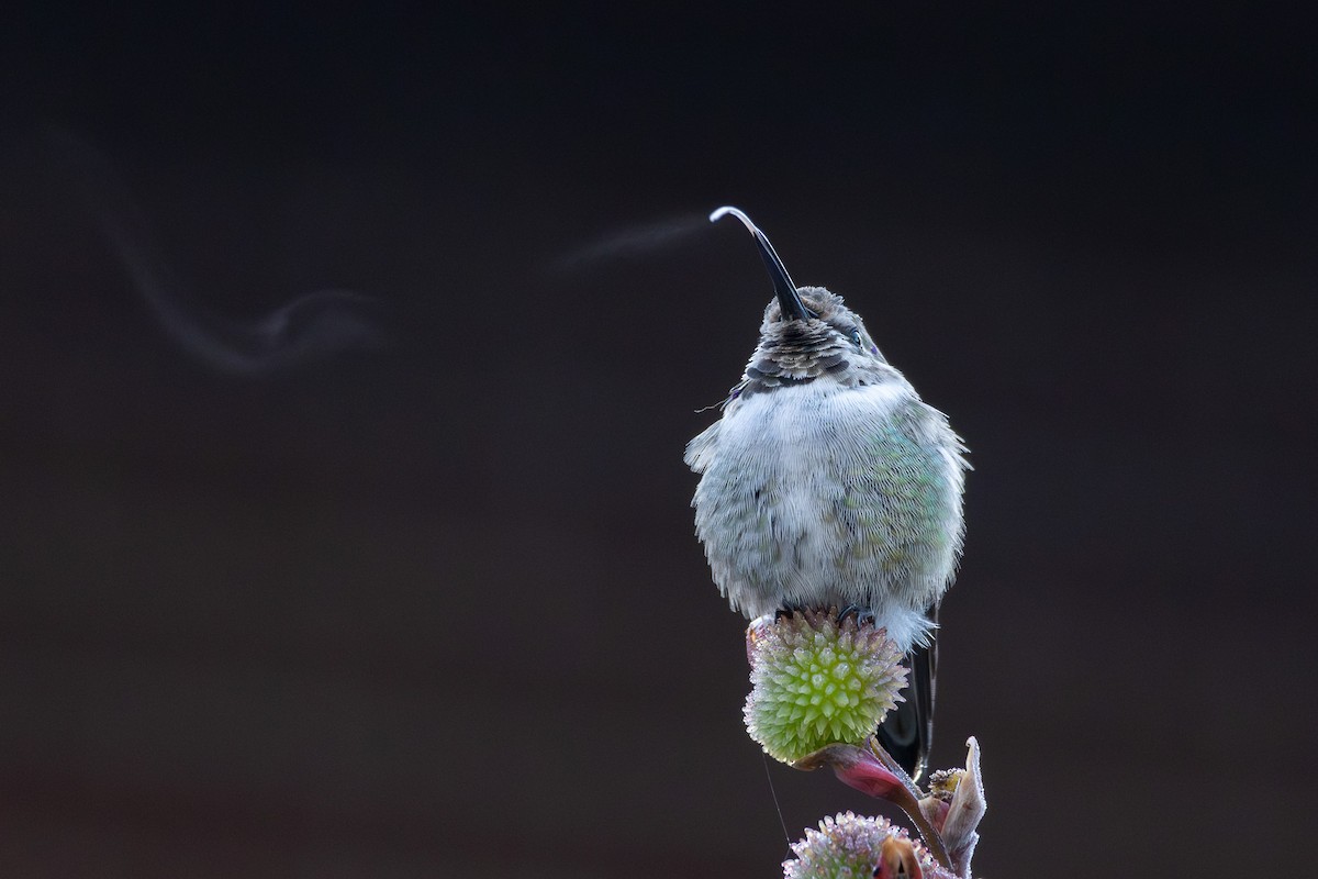 Costa's Hummingbird