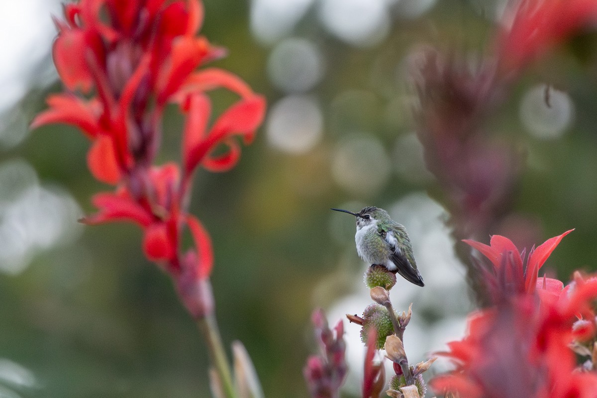 Costa's Hummingbird