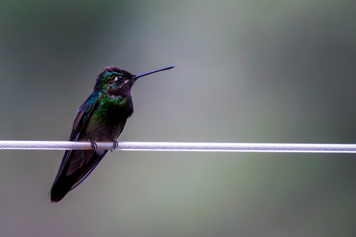 purpurissekolibri - ML644361167