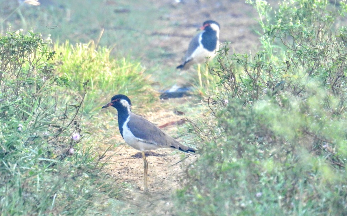 čejka černoprsá - ML644361168