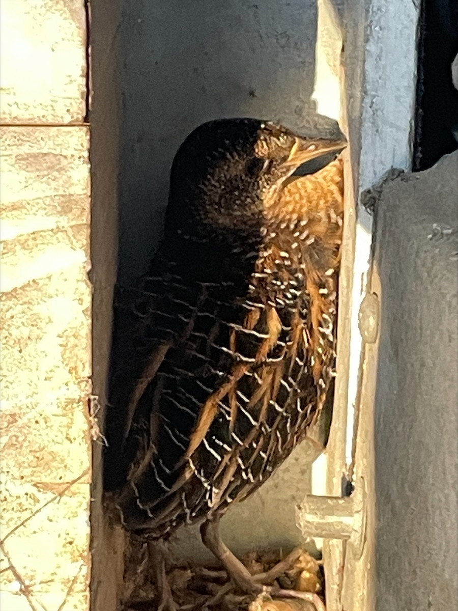 Yellow Rail - ML644361177