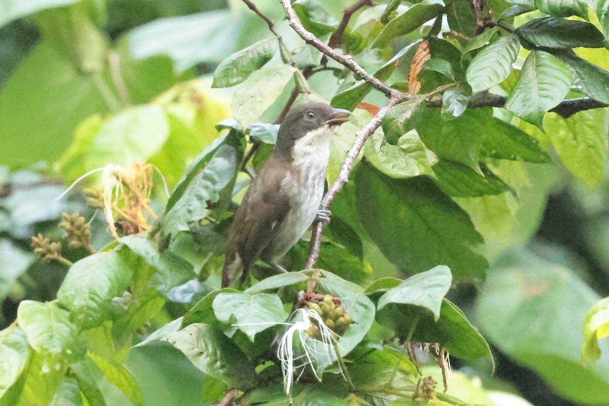 Puerto-Rico-Tangare - ML644361179