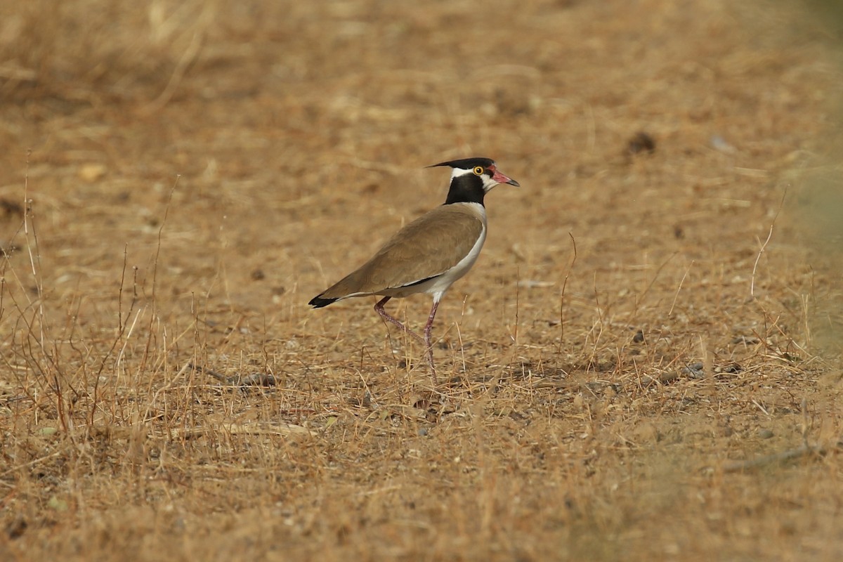 Black-headed Lapwing - ML644361189
