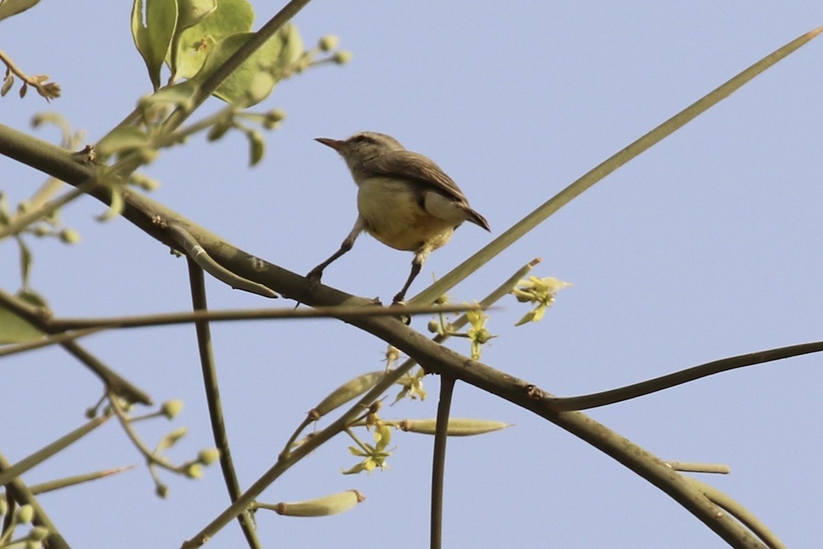 Yellow-bellied Eremomela - ML644361203