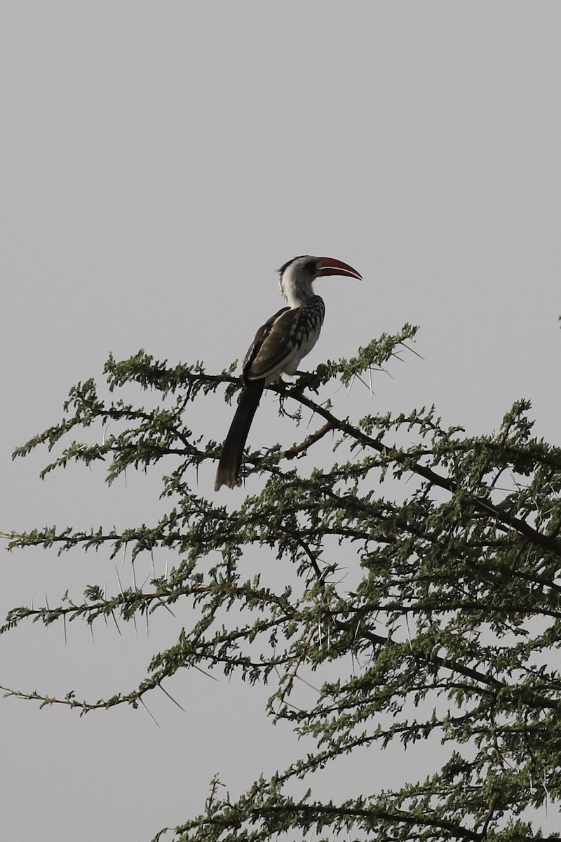 Western Red-billed Hornbill - ML644361206