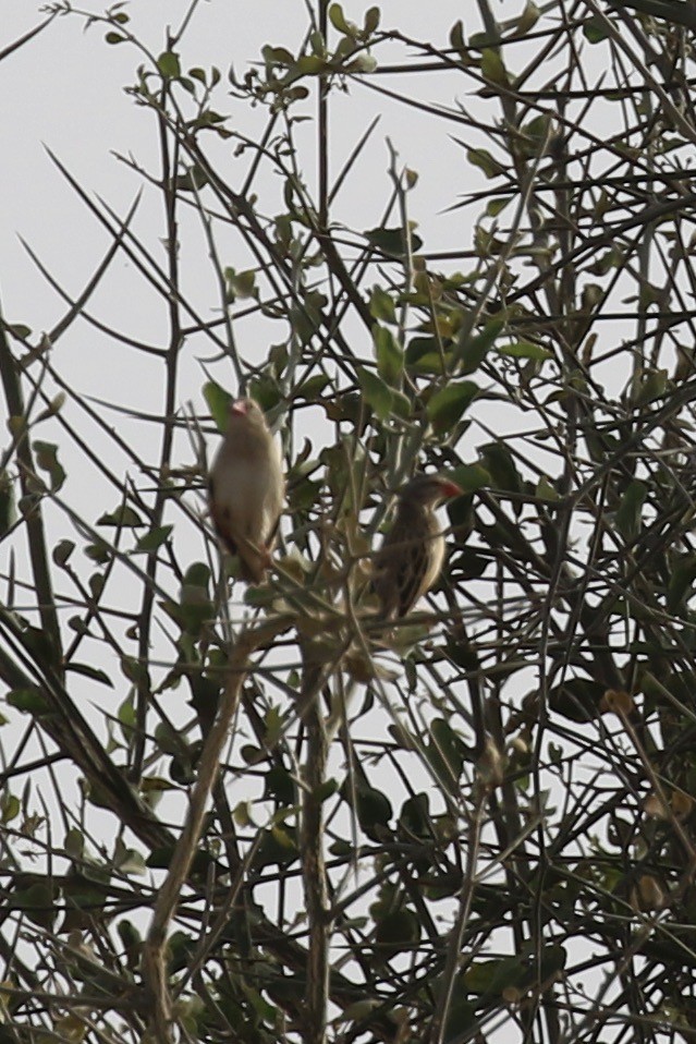 Quelea Común - ML644361208