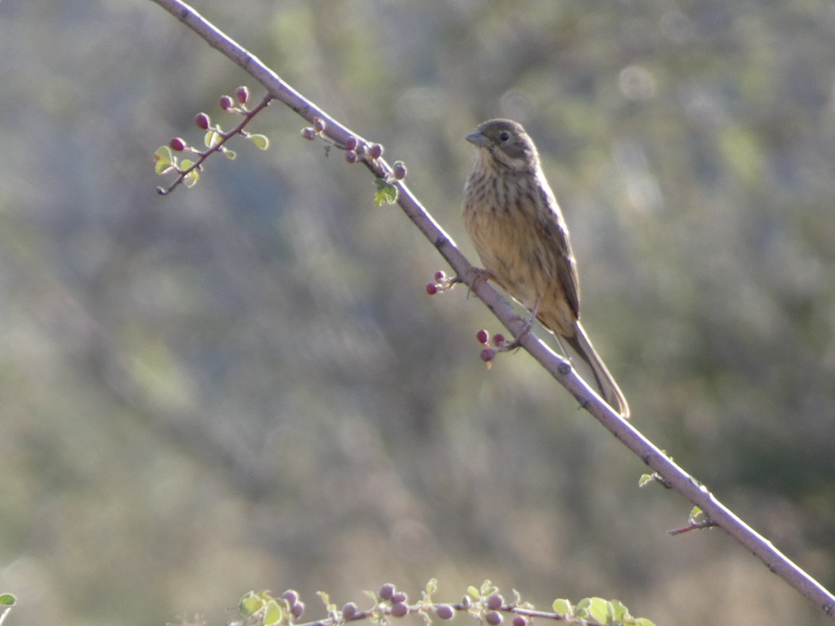 Kızıl Başlı Çinte - ML644361213