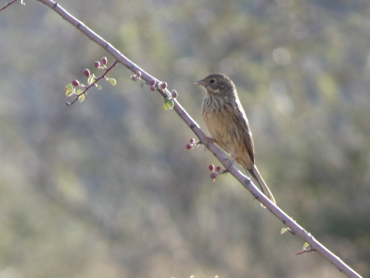 Kızıl Başlı Çinte - ML644361214