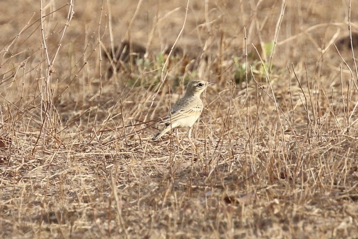 Талын шийхнүүхэй - ML644361216