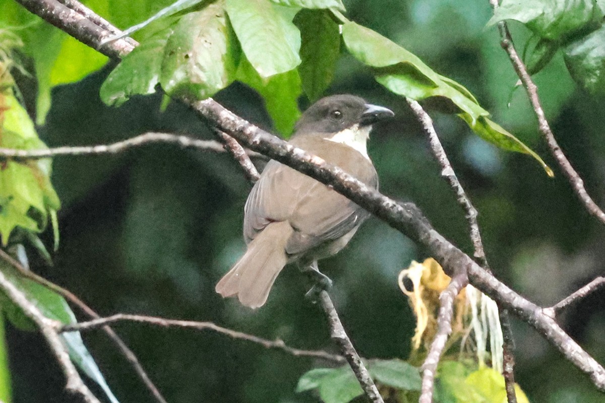 Puerto-Rico-Tangare - ML644361217