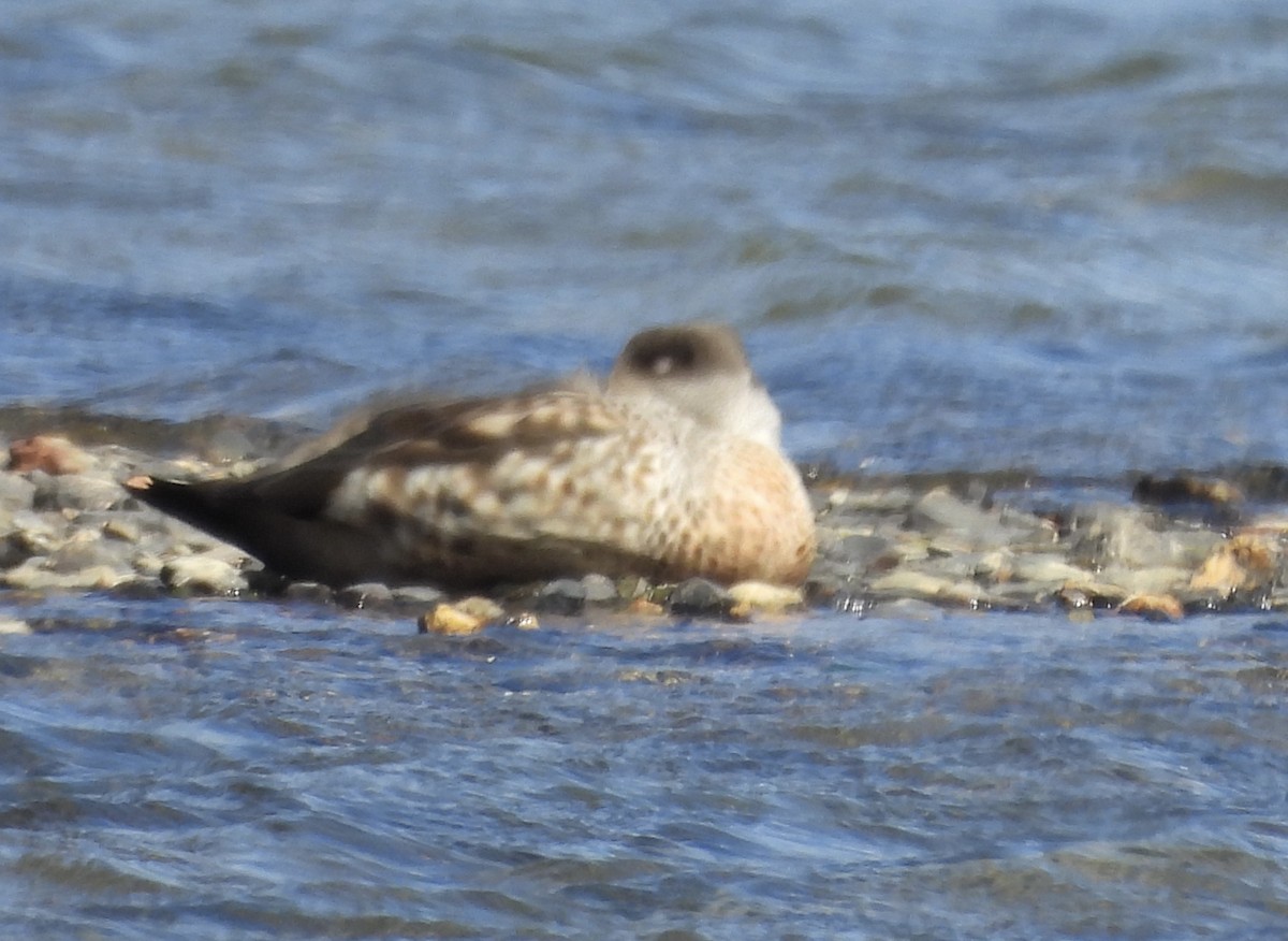 カンムリガモ - ML644361221