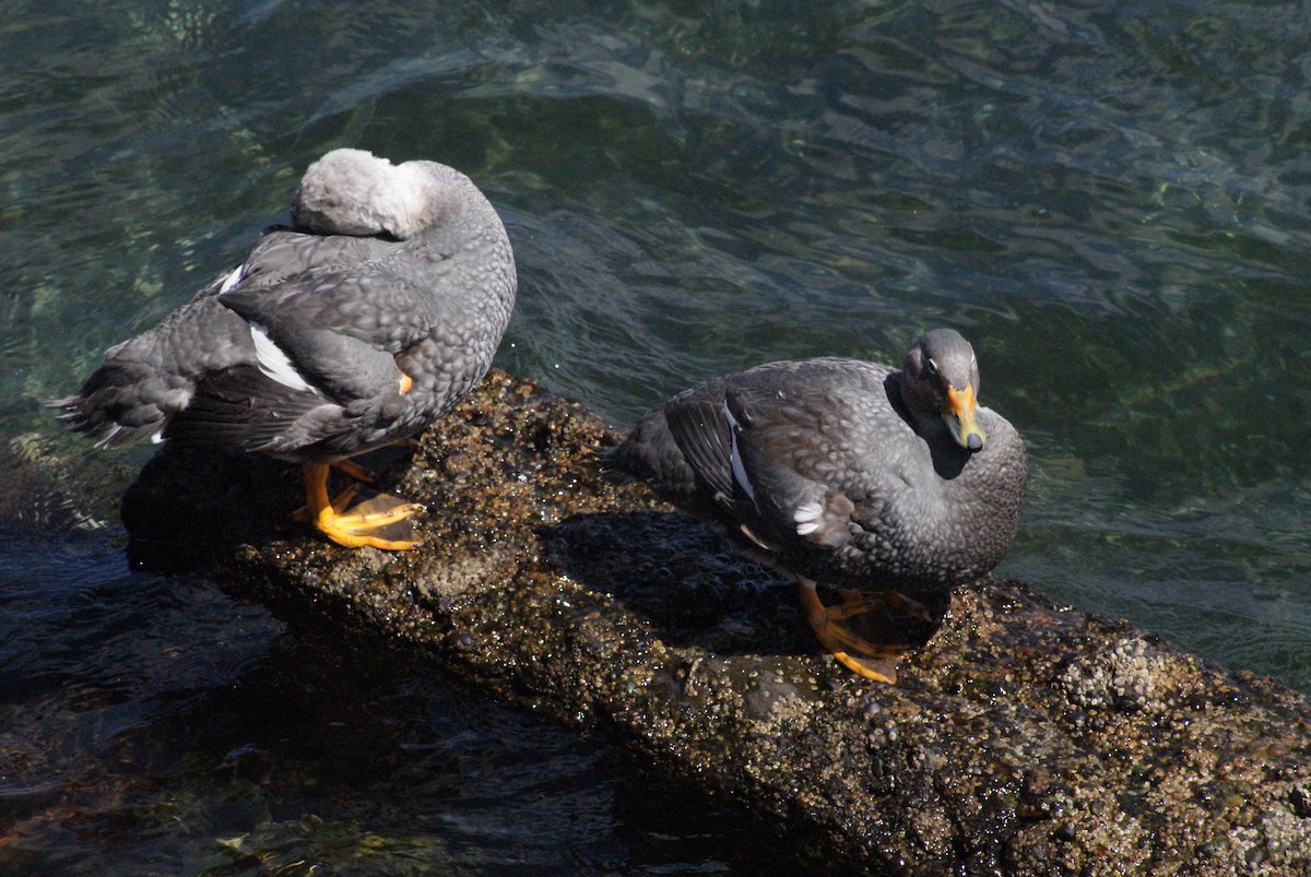 オオフナガモ - ML644361226